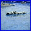 WhingsWheelsWater_2007_317.JPG