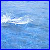 WhingsWheelsWater_2007_336.JPG
